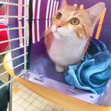 Picture of cat found at Montauban