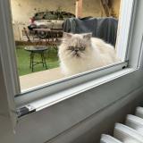 Picture of cat lost at Langon