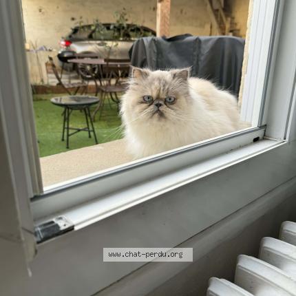 Photo 1/1 Vénus Chat lost in Langon