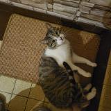 Picture of cat lost at Cholet