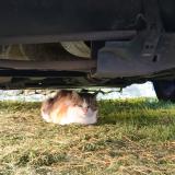 Picture of cat found at Saint Savinien