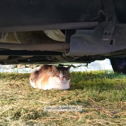 Photo 1/1 Found cat Found in Saint savinien