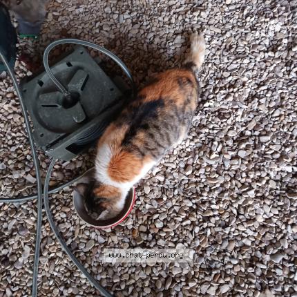 Photo 2/2 Found cat Found in Saint savinien