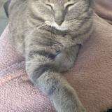 Picture of cat lost at Saint Jean D Illac