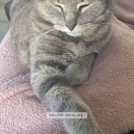 Photo 1/1 Orna Chat lost in Saint jean d illac