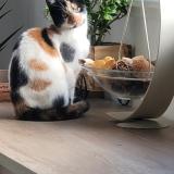 Picture of cat lost at Sin Le Noble