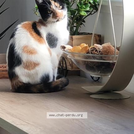 Photo 1/1 Fouli Chat lost in Sin le noble