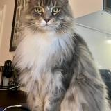 Picture of cat lost at Illkirch Graffenstaden