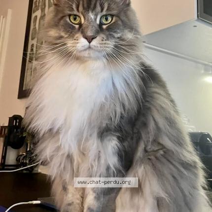 Photo 1/1 Scar Chat lost in Illkirch graffenstaden