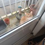 Picture of cat found at Le Rheu