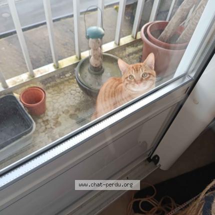 Photo 1/1 Found cat Found in Le rheu