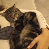 Picture of cat lost at Cassis