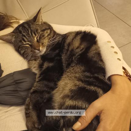 Photo 1/1 Helios Chat lost in Cassis