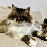 Picture of cat lost at Allaire