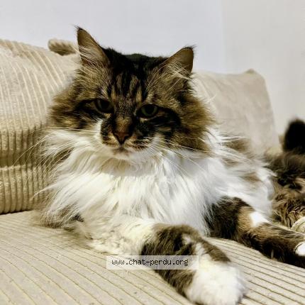 Photo 1/1 Gribouille Chat lost in Allaire