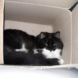 Picture of cat lost at Puygiron