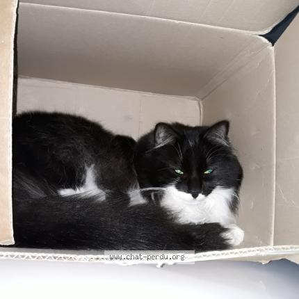 Photo 1/1 Wendy Chat lost in Puygiron