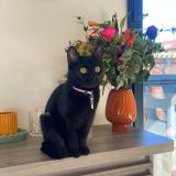 Picture of cat lost at Claira