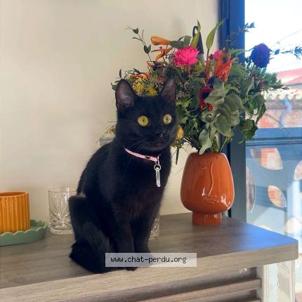 Photo 1/1 Mélodie Chat lost in Claira