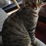 Picture of cat lost at La Tour De Salvagny