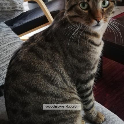 Photo 1/1 Watson Chat lost in La tour de salvagny