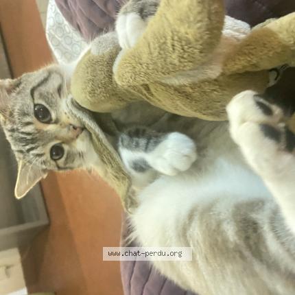 Photo 1/1 Scar Chat lost in La meziere