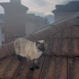 Picture of cat lost at Voiron