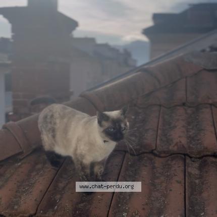 Photo 1/1 Charlotte Chat lost in Voiron