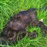 Picture of cat found at Trelaze