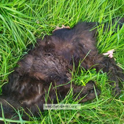 Photo 1/1 Found cat Found in Trelaze