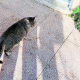 Picture of cat lost at Greasque