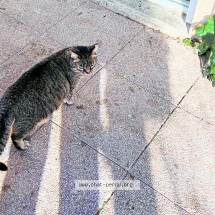 Photo 1/1 SUSHI Chat lost in Greasque