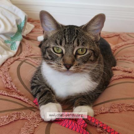 Photo 1/1 Bill Chat lost in Valence