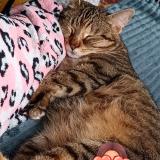 Picture of cat lost at Denain