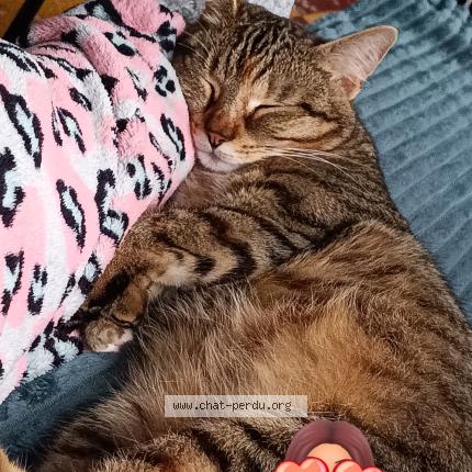 Photo 1/1 Minouche Chat lost in Denain