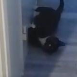 Picture of cat found at Sannois