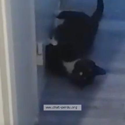 Photo 1/1 Found cat Found in Sannois