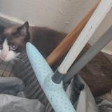 Picture of cat found at Tours