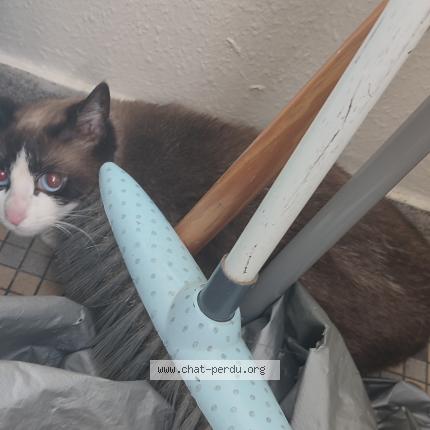 Photo 1/1 Found cat Found in Tours