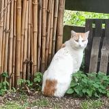 Picture of cat found at Montfaucon