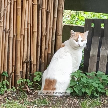 Photo 1/1 Found cat Found in Montfaucon