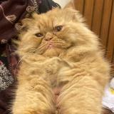 Picture of cat found at Lahore