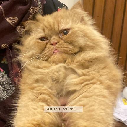 Photo 1/1 Found cat Found in Lahore