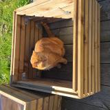 Picture of cat lost at Pornic