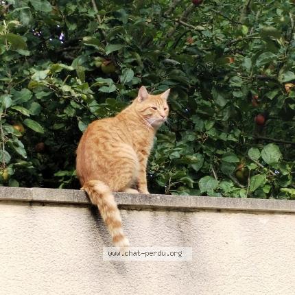 Photo 1/1 Noug Chat lost in Courpalay