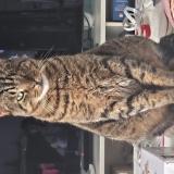 Picture of cat lost at Tours