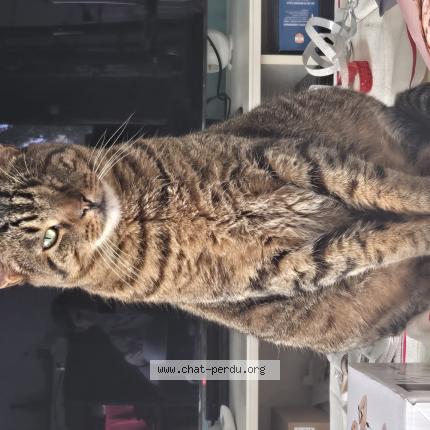 Photo 1/1 Murphy Chat lost in Tours