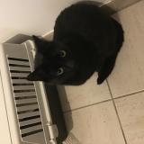 Picture of cat found at Laeken