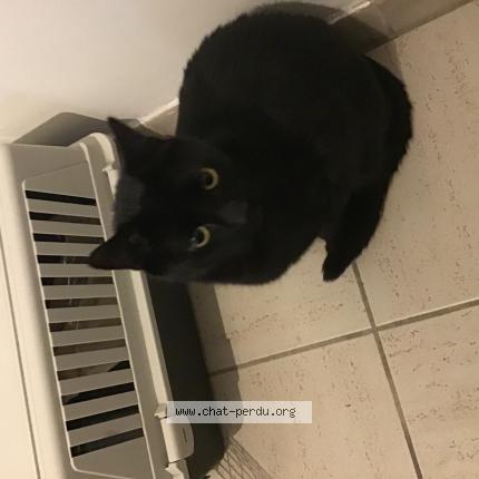 Photo 1/1 Found cat Found in Laeken