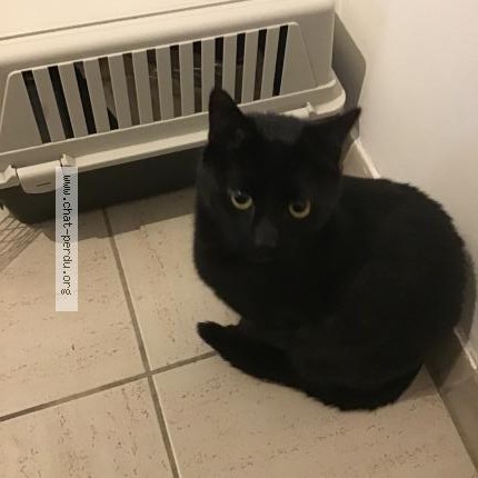 Foto 1/1 Kat gevonden Gevonden in Laeken